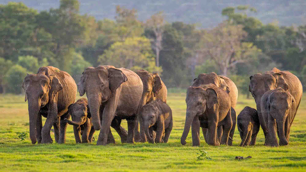 Elephant Experience