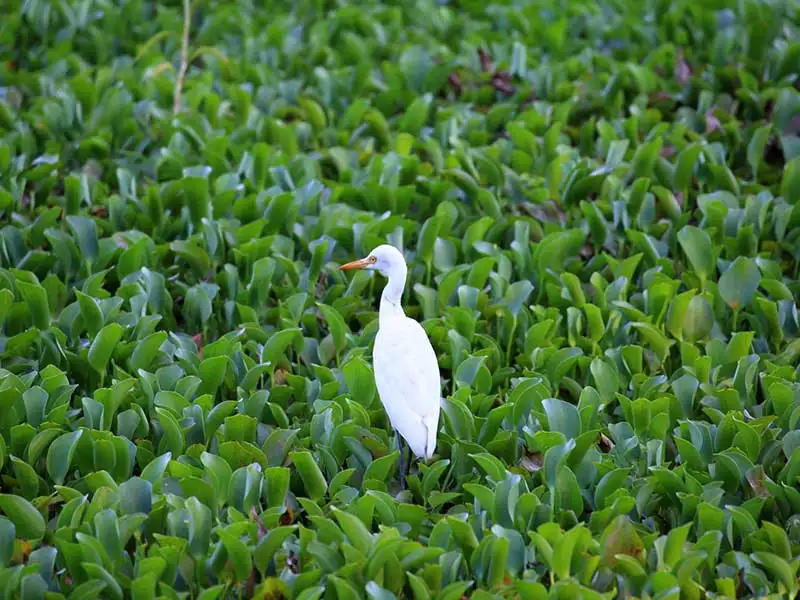 Bird Watching Tour in Habarana