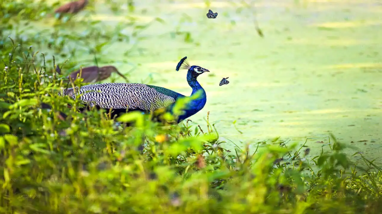 Bird Watching Tour in Habarana
