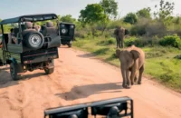 Top Rated Safari