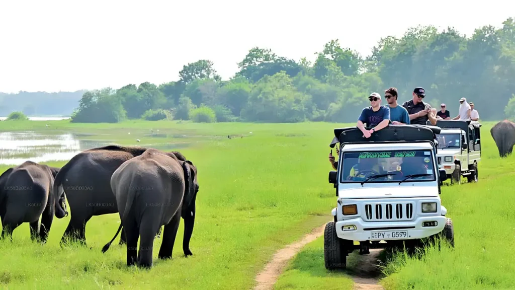 Kaudulla National Park Safari
