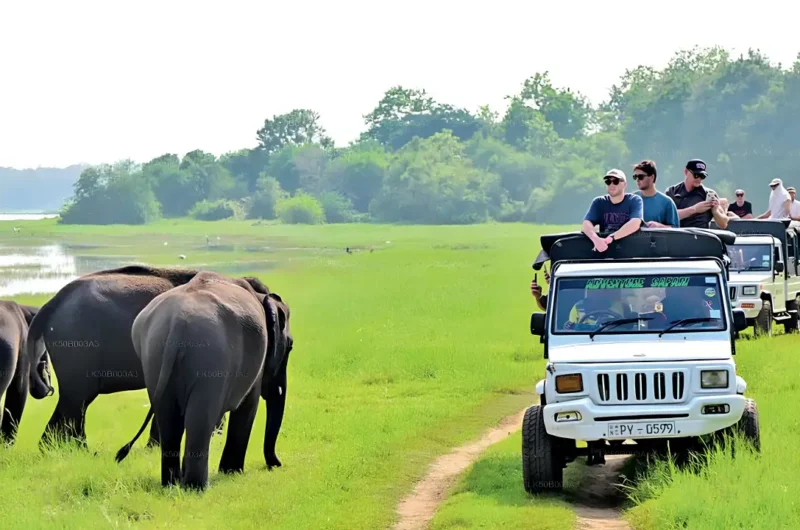 Kaudulla National Park Safari