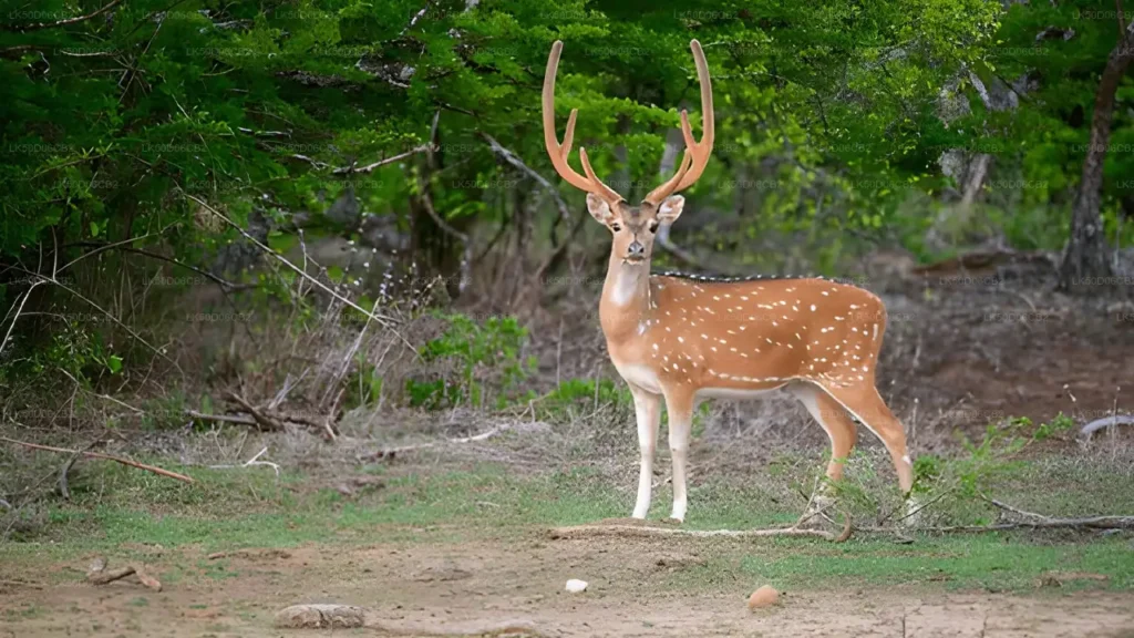 Wildlife Photography Safari