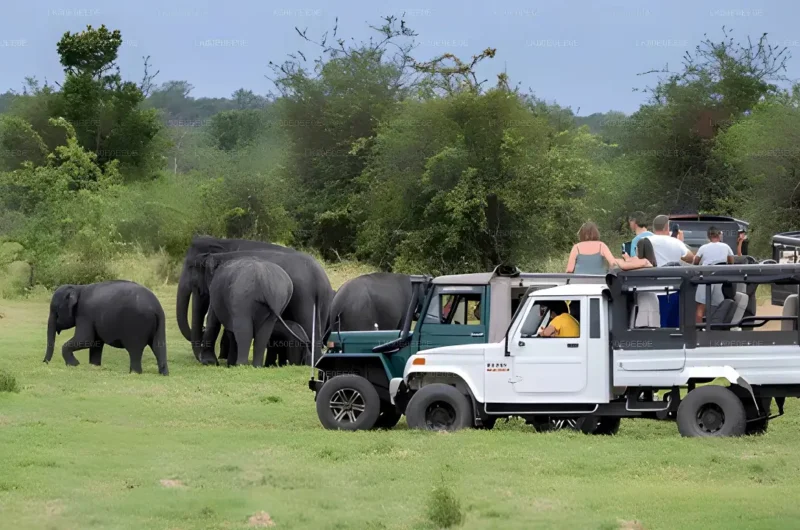 Minneriya National Park Safari