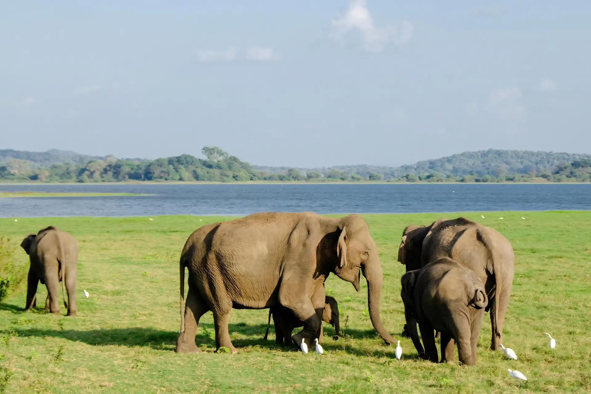 Elephant Experience