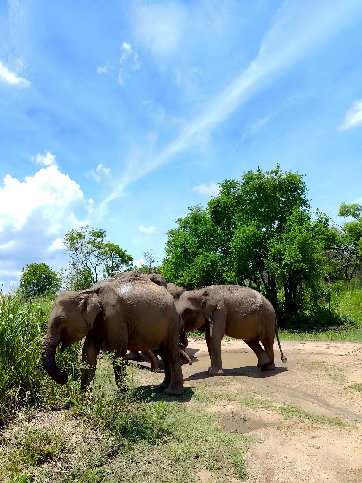 Elephant Experience