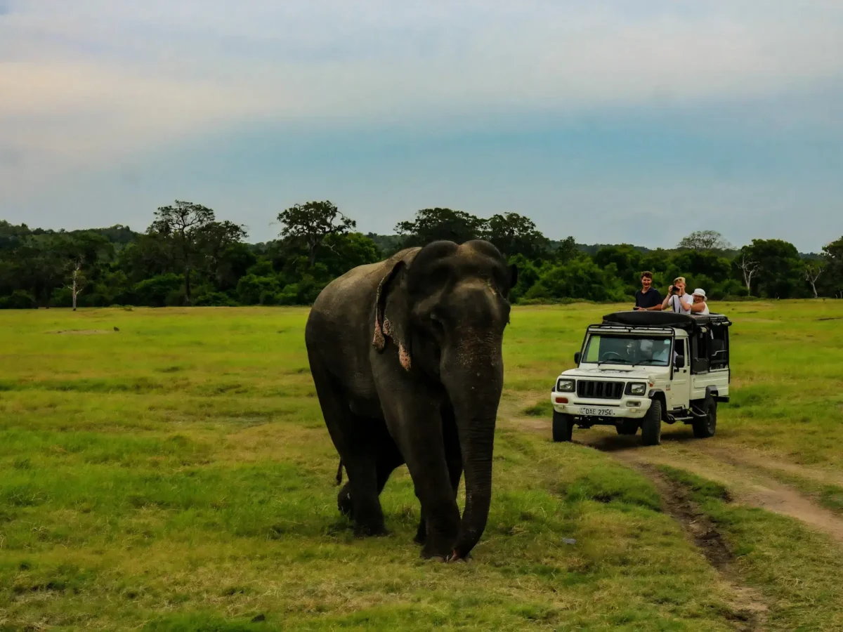 Witness the Famous Elephant Gathering