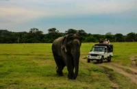 Minneriya National Park