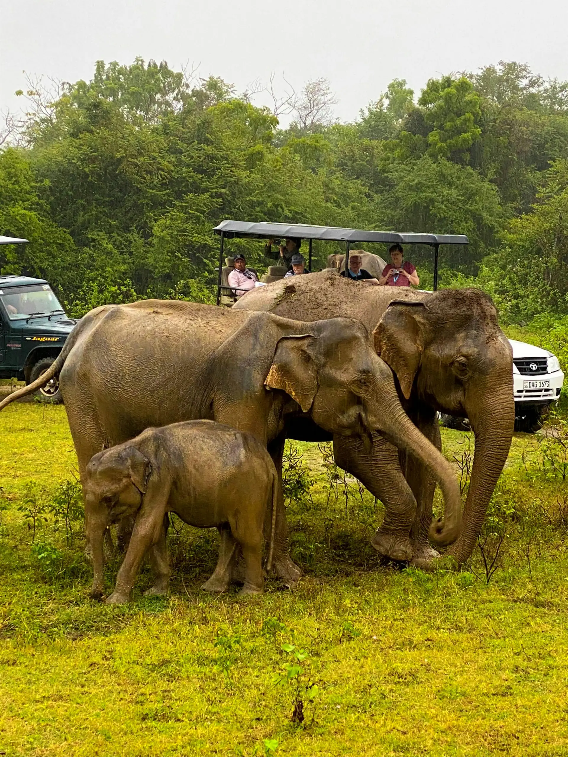Kaudulla National Park Safari