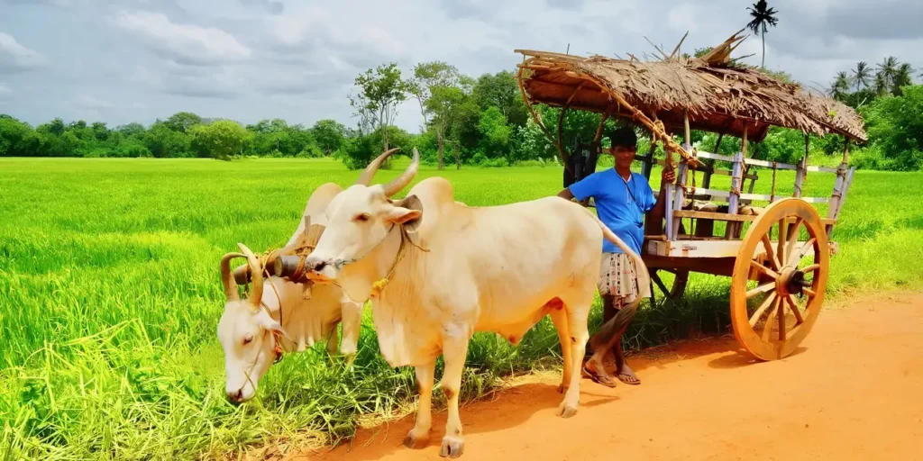 Bullock Cart Ride Safari