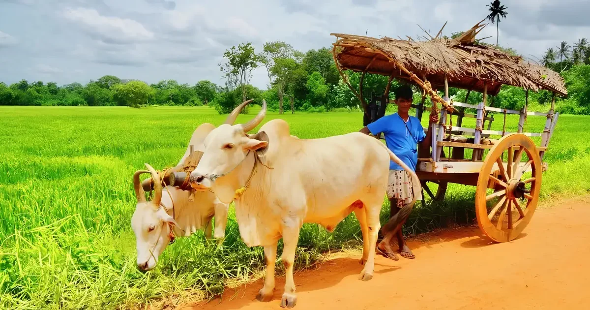 Authentic Habarana Village Tours