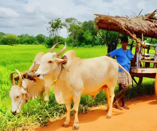Bullock Cart Ride Safari
