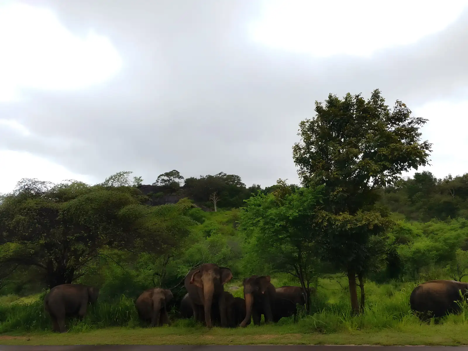 Kaudulla National Park Safari