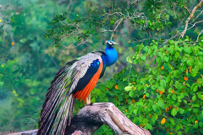 Bird Watching Tour in Habarana